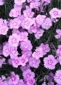 Dianthus gratianopolitanus 'Bewitched'